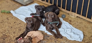 Cane Corso Dober-Pit Mixe 
