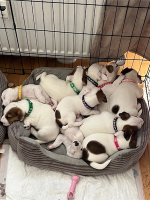 Jack Russell Terrier suchen neun Haus