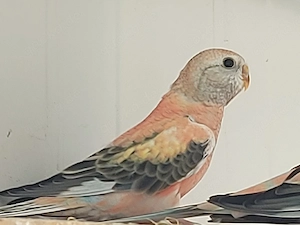 Bourkesittich Henne - Vögel - Sittiche 