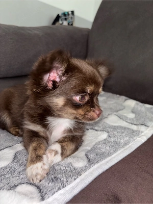 Chihuahua Rüde abzugeben
