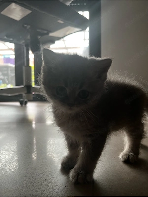 BKH Kitten
