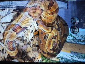 Hypo het Blood Boa Constrictor 