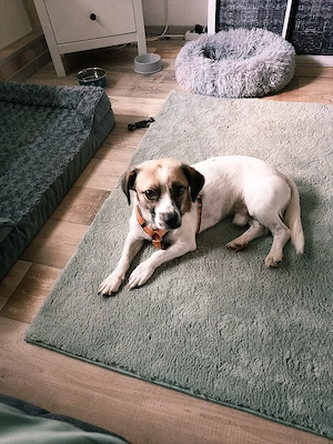 Beagle  Jack Russel Joel sucht seine Familie 