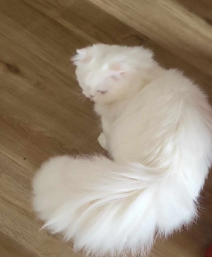Wunderschöner weißer Kater sucht ein liebevolles neues Zuhause.     