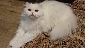Wunderschöner weißer Kater sucht ein liebevolles neues Zuhause.     