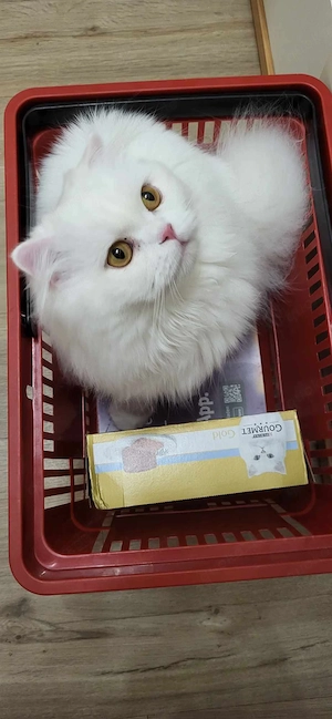 Wunderschöner weißer Kater sucht ein liebevolles neues Zuhause.     