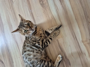 Schöne Bengal Katze abgeben 