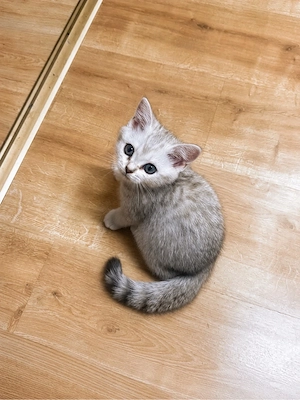 Bkh kitten