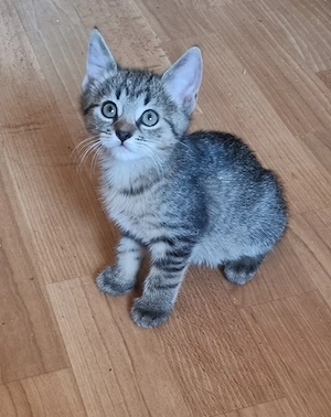 3 Kittens in adoption 