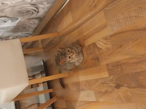 Mutter mit einem Kitten