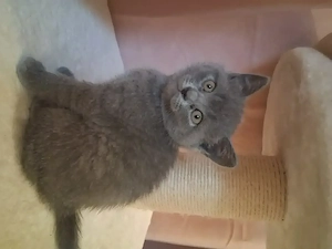 Britisch kurzhaar Kitten  Bild 4
