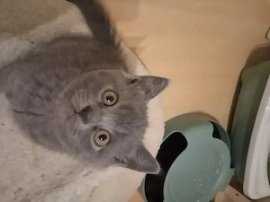 Britisch kurzhaar Kitten  Bild 2