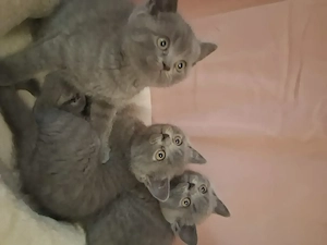 Britisch kurzhaar Kitten 