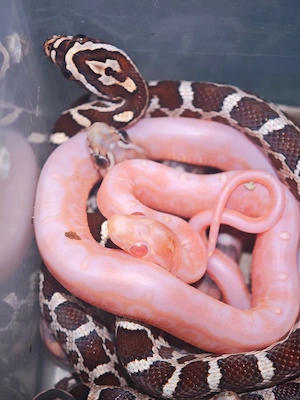 Kornnatter Scaleless ENZ 26