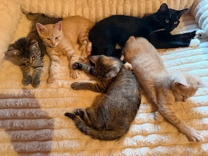 Ekh Bkh Mix Kitten