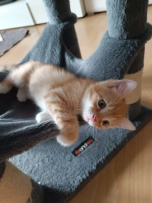 Katzenbabys verkaufen 