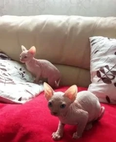 Kanadische Sphynx-Katze