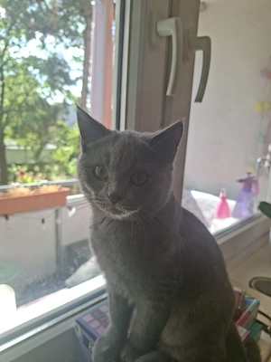 Süßer Britisch Kurzhaar Kater!