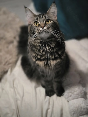 Maine Coon Katze Black Tabby
