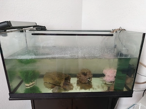 Zwei Axolotl mit Zubehör in liebevolle Hände abzugeben 