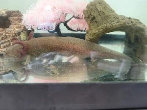 Zwei Axolotl mit Zubehör in liebevolle Hände abzugeben 