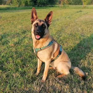 Dynamische Malinois-Schäferhund Mischlingshündin Mila wartet in 15910 Unterspreewald.