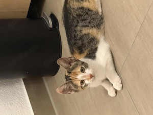 Zwei liebevolle Kitten suchen gemeinsam ein neues Zuhause 