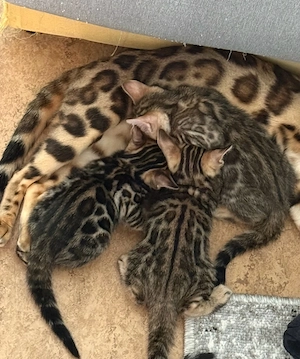 Wunderschöne Bengal-Kitten   2 Kater & 2 Katzen   