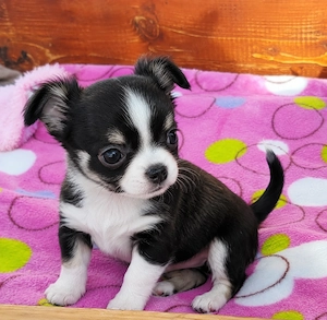 Süßes Chihuahua-Mädchen (12 Wochen) sucht Traumzuhause!