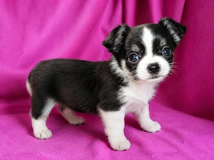 Süßes Chihuahua-Mädchen (12 Wochen) sucht Traumzuhause!