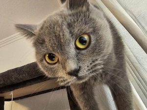 Bkh Katzen 