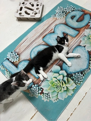 Heilige Birma BKH  mix Katzen Babys geimpft ,mehrfach entwurmt ,mit starter Paket Bild 10
