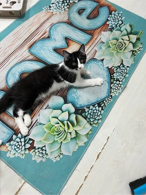 Heilige Birma BKH  mix Katzen Babys geimpft ,mehrfach entwurmt ,mit starter Paket Bild 9
