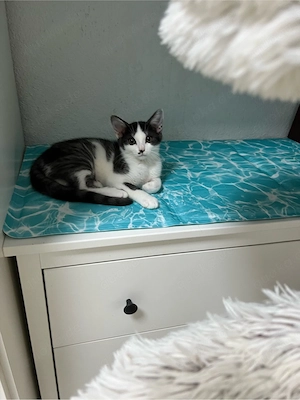BKH-Heilige Birma  mix Katzen Babys geimpft ,mehrfach entwurmt ,mit starter Paket