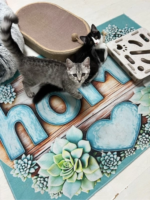 Heilige Birma BKH  mix Katzen Babys geimpft ,mehrfach entwurmt ,mit starter Paket Bild 7