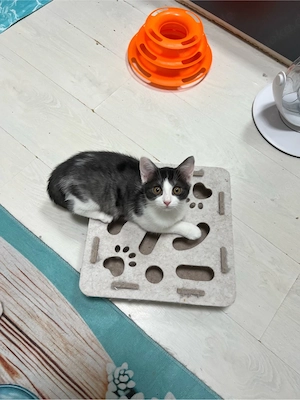 Heilige Birma BKH  mix Katzen Babys geimpft ,mehrfach entwurmt ,mit starter Paket Bild 2