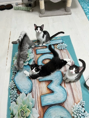 Heilige Birma BKH  mix Katzen Babys geimpft ,mehrfach entwurmt ,mit starter Paket Bild 5