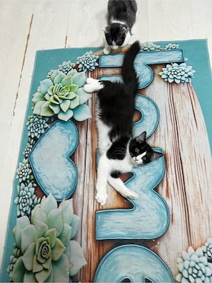 Heilige Birma BKH  mix Katzen Babys geimpft ,mehrfach entwurmt ,mit starter Paket Bild 4