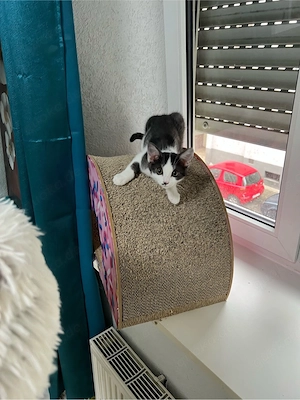 Heilige Birma BKH  mix Katzen Babys geimpft ,mehrfach entwurmt ,mit starter Paket Bild 8