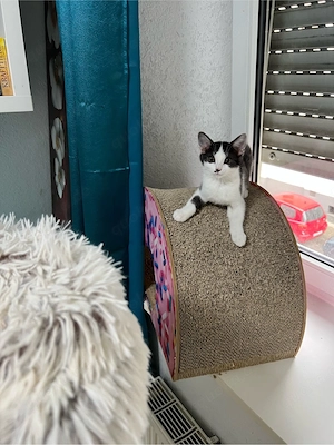 Heilige Birma BKH  mix Katzen Babys geimpft ,mehrfach entwurmt ,mit starter Paket Bild 3