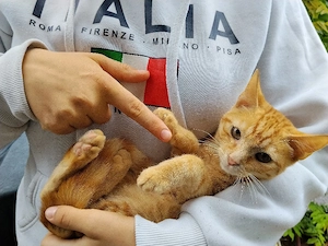 1x rote weiblich Teppichrakete 12Wo. Katzenbaby Kätzchen Kitten 