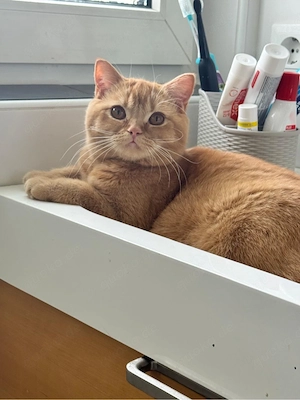 BKH Katze rot mit Stammbaum