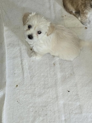 Malteser chihuahua welpen 