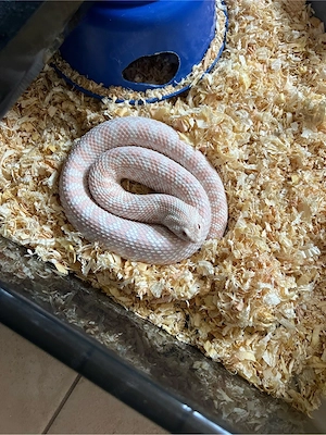 0.1 Purpelline Snow