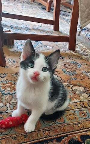 Kleiner Kater sucht neues zuhause Europäisch Kurzhaar Kitten Katze