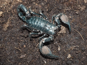 Skorpion Weibchen