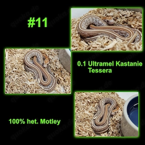 CB 26 Kornnatter - Ultramel Kastanie Tessera het. Motley - Hamm Sept.+Dez. möglich 