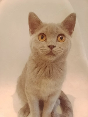Bkh Kitten Mädchen 