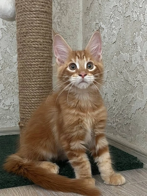 Rote reinrassige Maine-Coon-Kätzchen