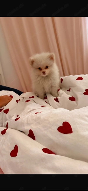 mini Pomeranian CoCo 3 monate Alt 